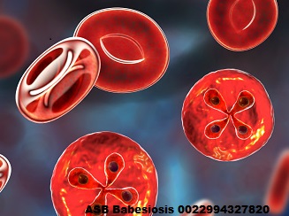 Natural herbals treatment of Babesiosis