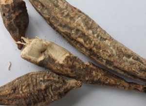 Gouro Root : Properties and benefits
