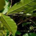 Plants and Health Benefits:Carpolobia Lutea