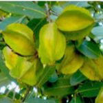 Plants and Health Benefits: Terminalia arjuna